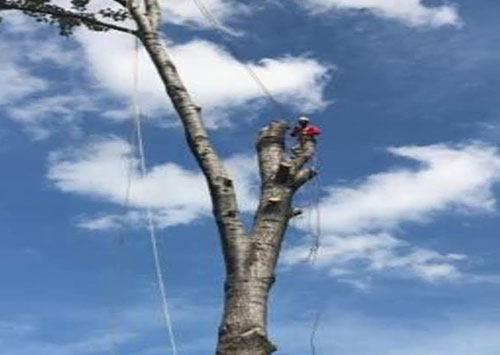 Low Cost Tree Removal in Morristown NJ