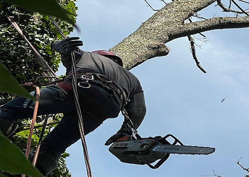 Low Cost Tree Removal in Morristown NJ